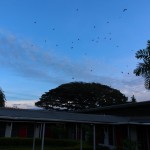 Bats, sir. The view from our hotel room.