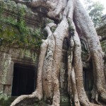 The famous Tomb Raider temple tree. Lara's just around the corner