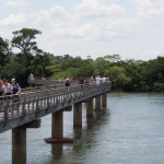 They take you through the jungle on boardwalks