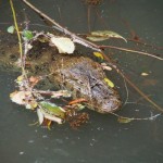 Yeah! The day's top sighting of a caiman. With its eyes open and EVERYTHING