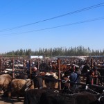 Kashgar Sunday livestock market. Not to be confused with Kashgar Sunday market