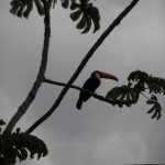 The toucan was pretty cool too. Still don't know how they fly with that beak.....