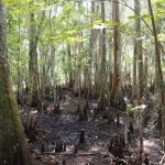 Louisiana swamp, including cypress knees (answers on a postcard if you know what these are)