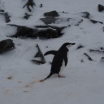 Yeah! Our first penguin sighting. CUTE!!