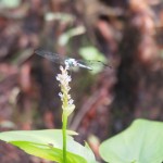 Dragonfly and LOTS of camera love