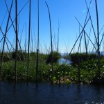 Inle's famed floating vegetable gardens. They do what they say on the tin