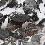 Two penguins. Even cuter