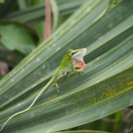 Chameleon doing its dance. Not sure if it was a lover or a fighter....