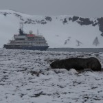 Oh, and a seal, posing conveniently in front of the ship