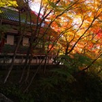 Oh yeah. Sunlight and foliage. Ephemeral, dude