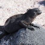 Punk Iguana