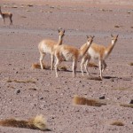 Vicunas - very rare, very fluffy. If I could, I'd have killed one for its snuggly fur