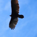 We think this is a black vulture ( or so someone said). Definitely a bird of prey, anyway