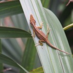 Another chameleon, pre colour change to match its green leaf