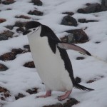 Penguin who's taken cuteness lessons