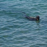 Swimming punk iguana!