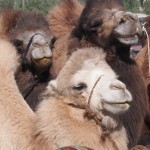 The camels seem pretty benign in comparison, and adorably fluffy. Can I take one home with me?