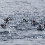 Oh, did we mention that penguins jump out of the water in huge flocks? All over the place. All the time.