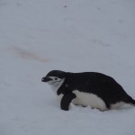 Penguin who TEACHES cuteness lessons