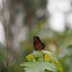 Pretty butterfly. More camera love