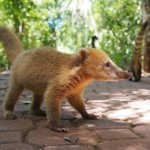 But those attack coatis - see why I was so scared!!