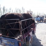 Cow gets a ride home. Looks comfy.....