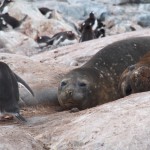 Hard work being an elephant seal