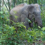 The second morning. This look is elephant for 'But I haven't had my wake up espresso yet!'