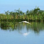 Crowding's terrible on the river....all those eagles'n'ibises.....