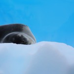 Hard work being a leopard seal too.