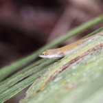 Some kind of lizard; we decided it was a salamander.