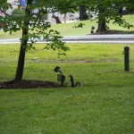 Squirrel. Evidently recovered from the trauma of the Elvis years...