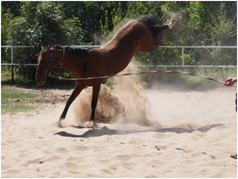 Turkmen horses. Bred for crazy. Lucy actually rode one of these later...