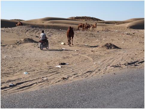 Camel herding meets the modern age