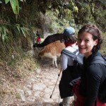 Day 3 and we get some company on the trail - llamas....surreal....