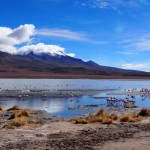 Flamingoes, ca'pn. Faaoousands of 'em