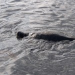 Sea turtle, just chillin'