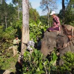 We are soon hard at it, cutting down teak trees