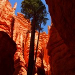 Bryce - bottom of a VERY LONG trail