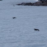 Tobogganing penguin!! YeeHAH!!