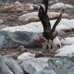 Attack penguin! (behind the skua) Surprisingly scary, actually