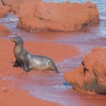 Sea lions on Mars!