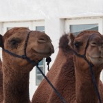 For those intereested, camels say Uggghhrrr. Not wholly confident on the spelling, mind