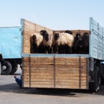 Fat bottomed sheep, they make the Turkmen world go round