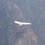 Lady condor soaring