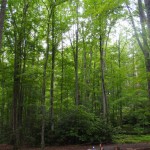 Eating in the trees