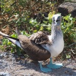 Is it just me, or is that bird posing for the camera? He's even showing his best side