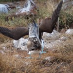 Blue footed boobies obligingly dancing for us, out of season. Showoffs