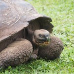 Remarkable live action shot of giant tortoise MOVING ITS HEAD