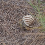 Maybe not the most unique animal, but hermit crabs are pretty cool